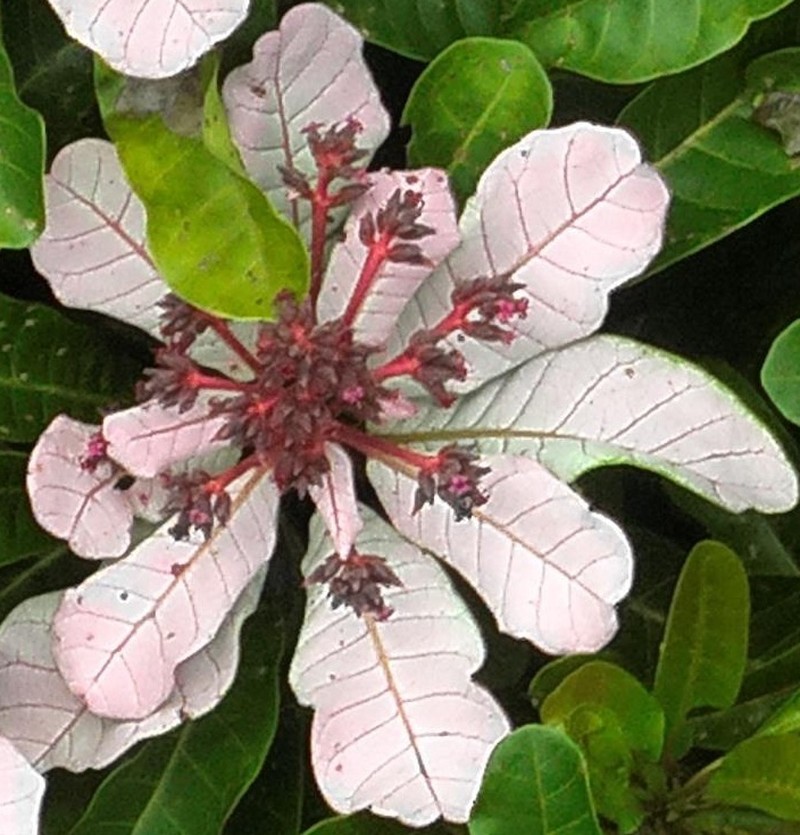 Anacardium spruceanum photo 8