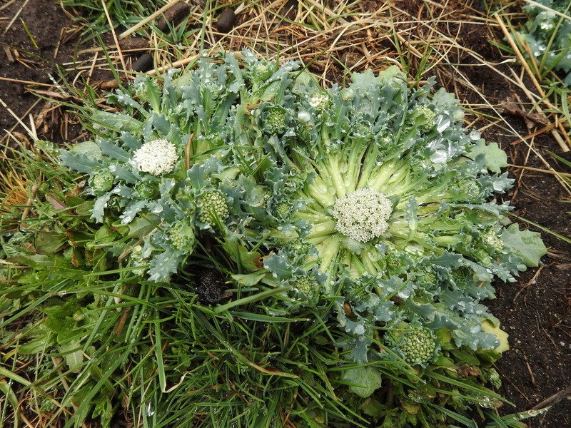 Anachoretes castillonii