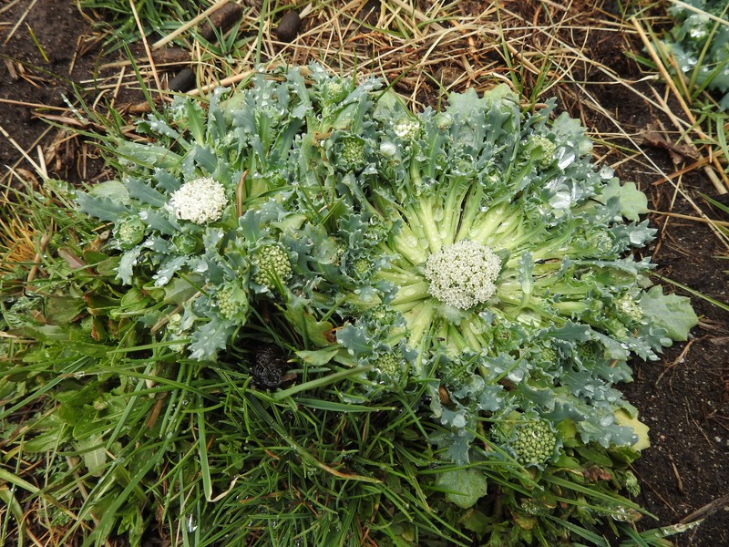 Anachoretes castillonii photo 2