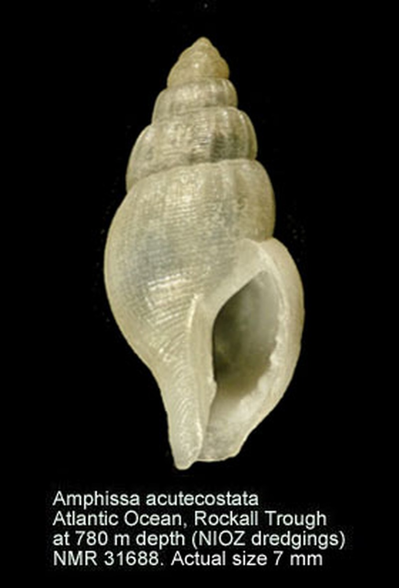 Greater Tickseed
