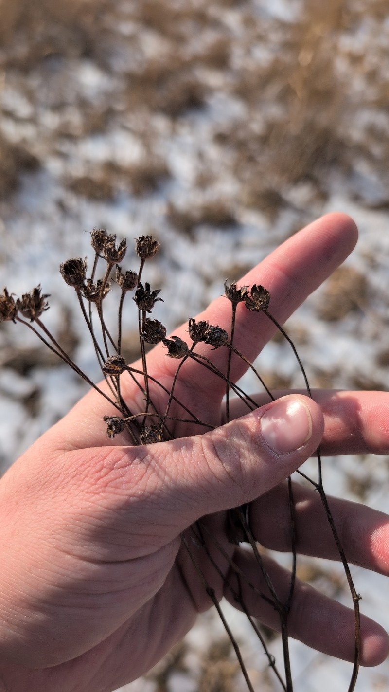 Tall Tickseed
