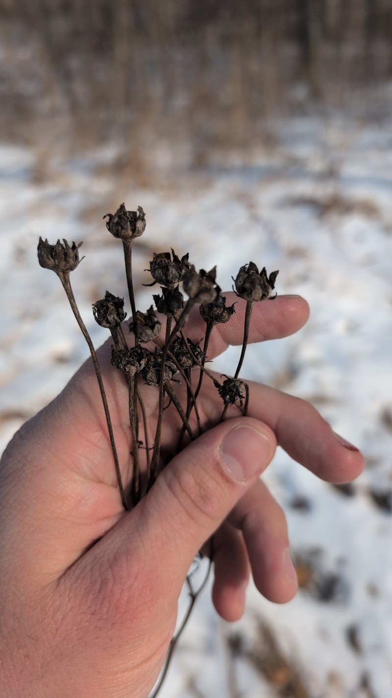 Tall Tickseed photo 3