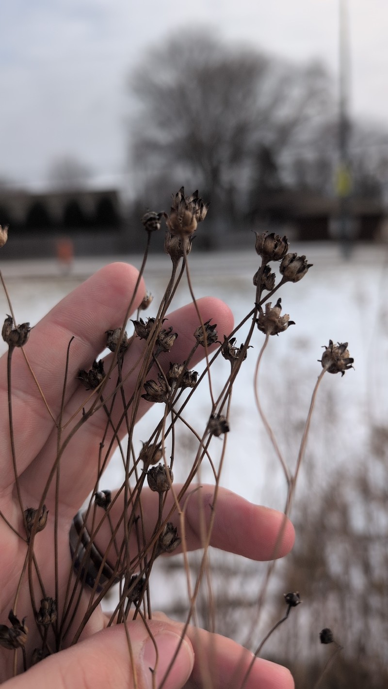 Tall Tickseed photo 4