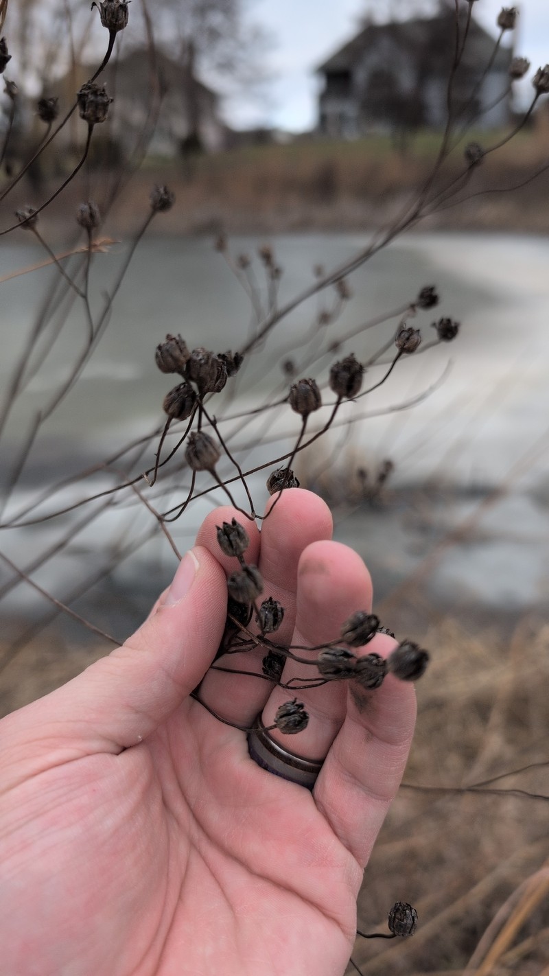 Tall Tickseed photo 5