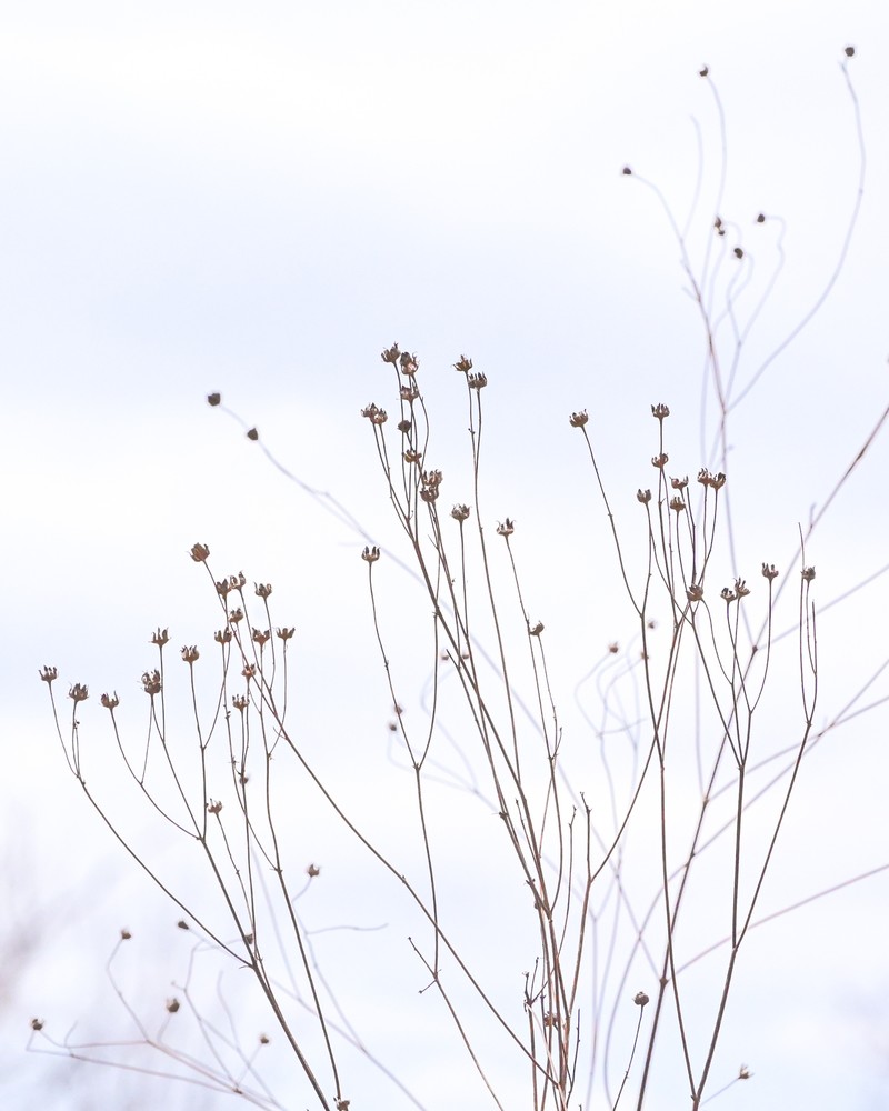 Tall Tickseed photo 6
