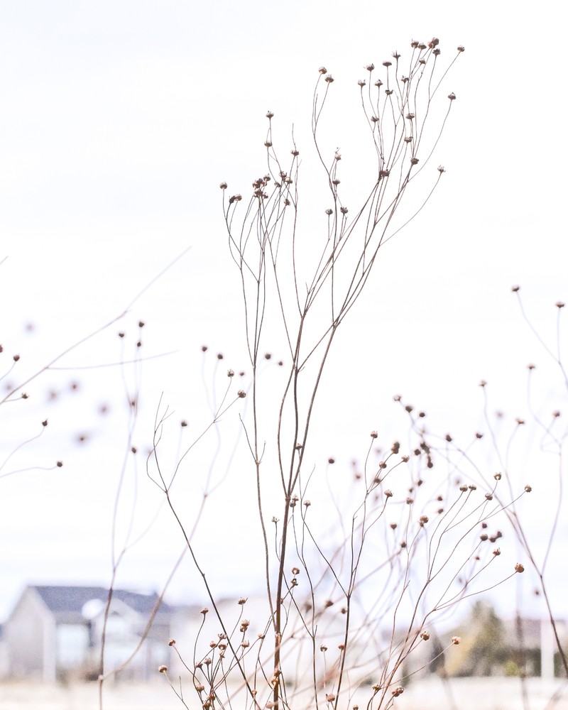 Tall Tickseed photo 7