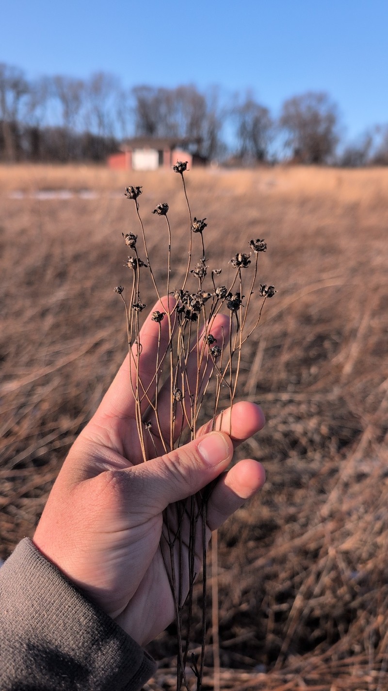 Tall Tickseed photo 8