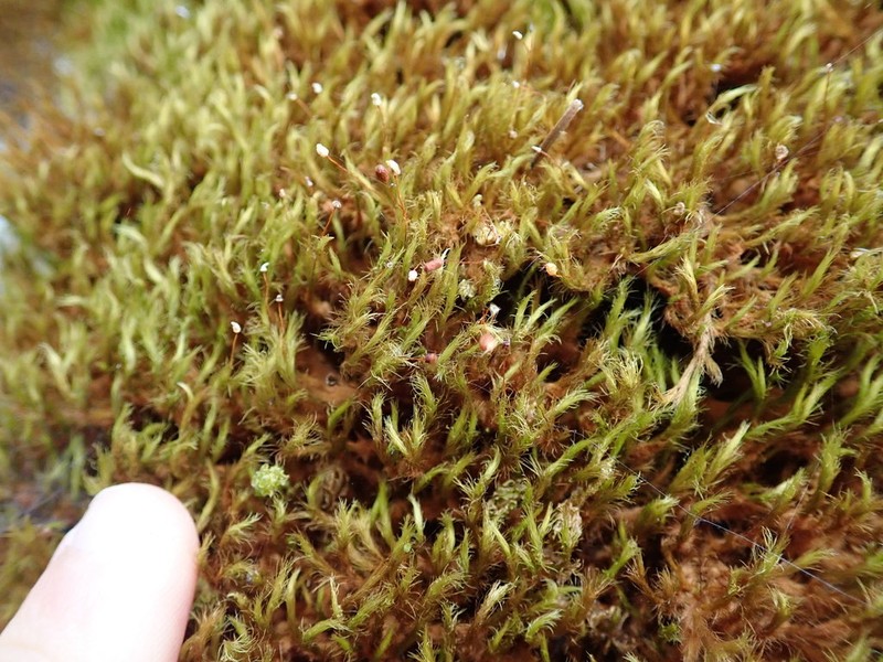 Menzies' anacolia moss