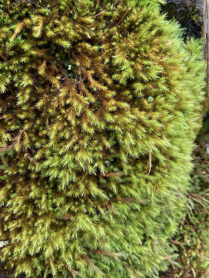 Menzies' anacolia moss photo 2