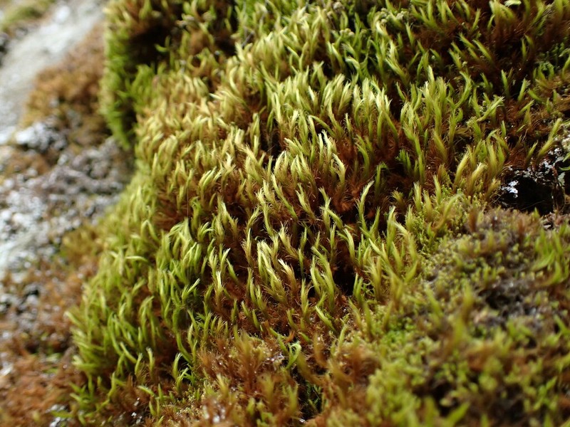 Menzies' anacolia moss photo 3