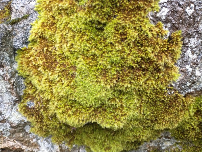 Menzies' anacolia moss photo 4