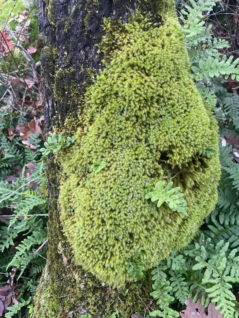 Menzies' anacolia moss photo 5