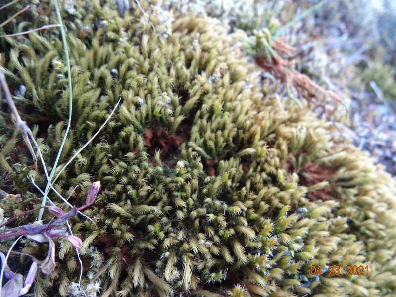 Menzies' anacolia moss photo 6
