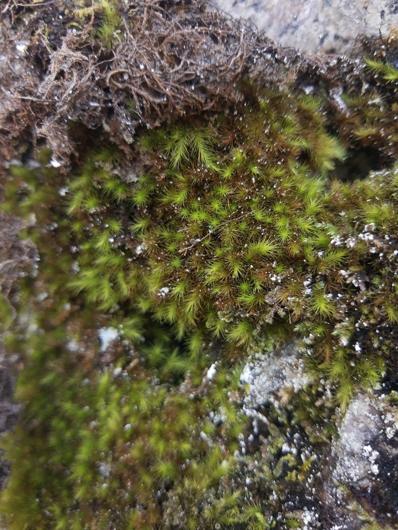 Menzies' anacolia moss photo 7