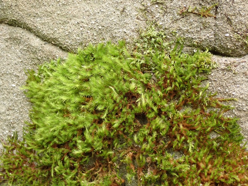 Menzies' anacolia moss photo 8