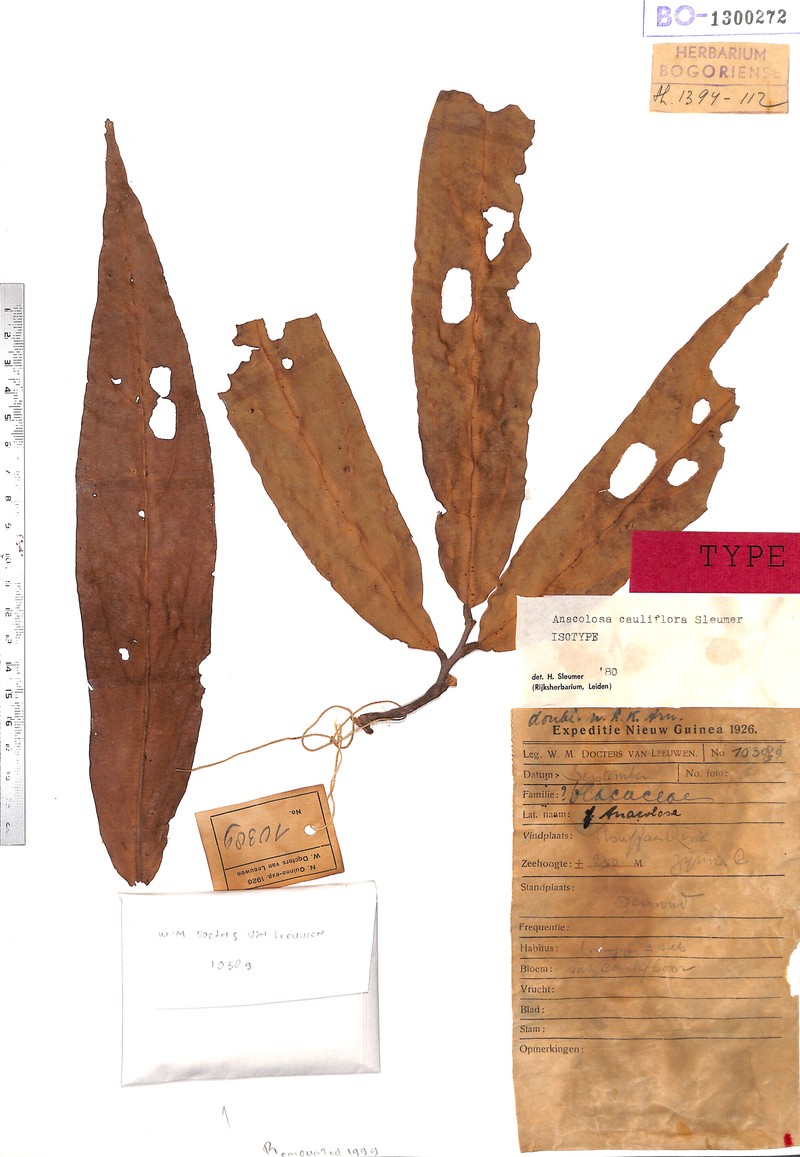 Anacolosa cauliflora