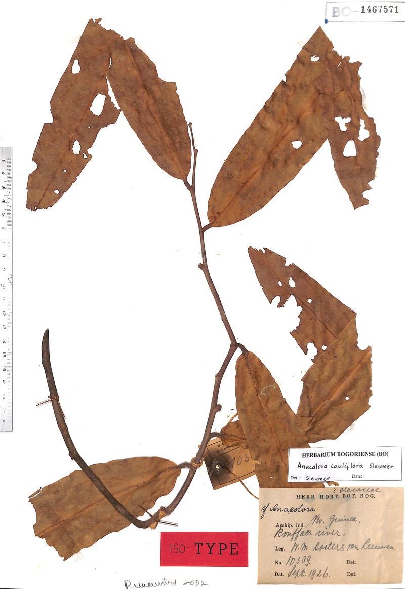 Anacolosa cauliflora photo 2