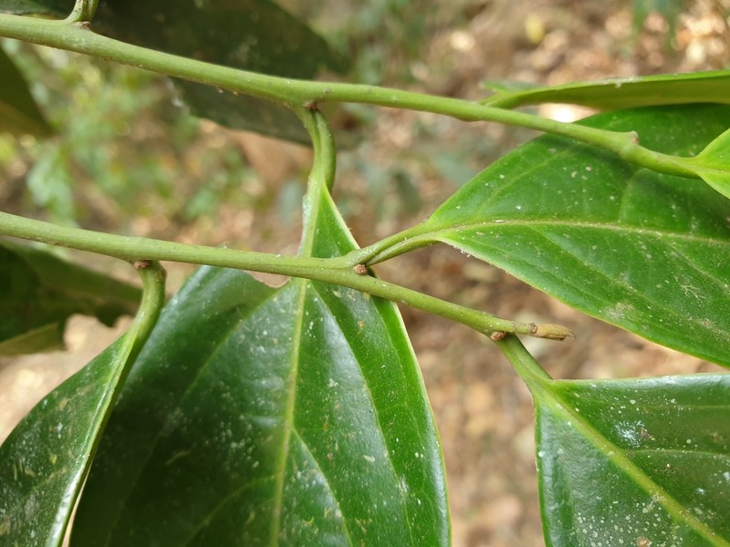 Anacolosa densiflora photo 3