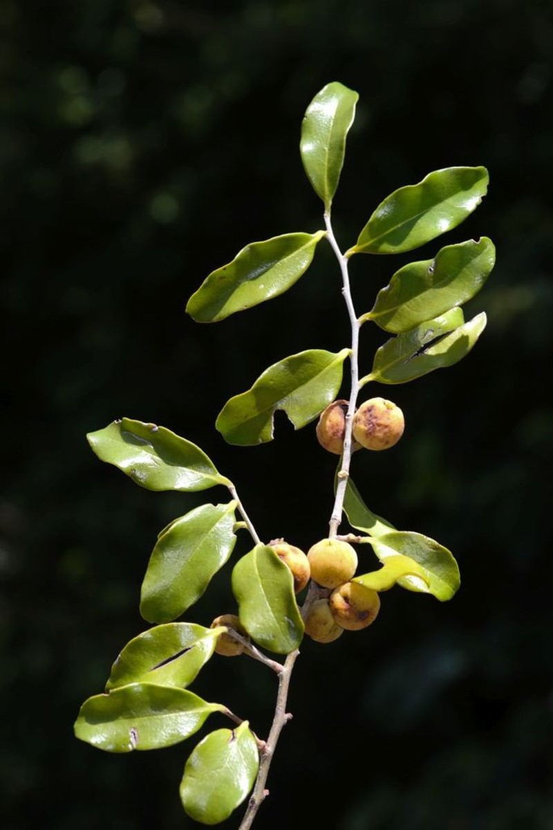 Anacolosa pervilleana