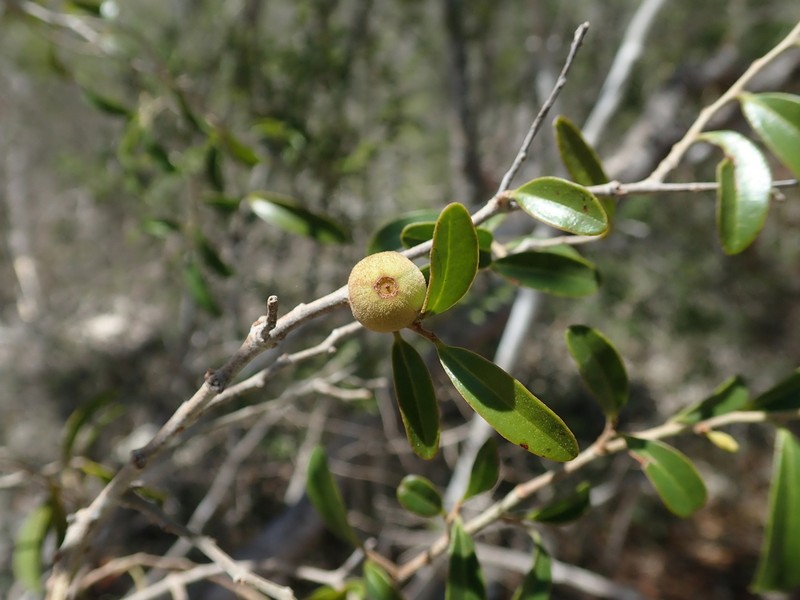 Anacolosa pervilleana photo 2