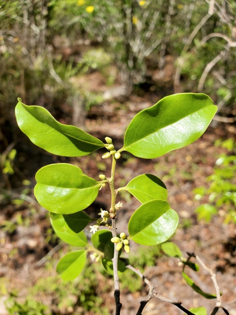 Anacolosa pervilleana photo 3
