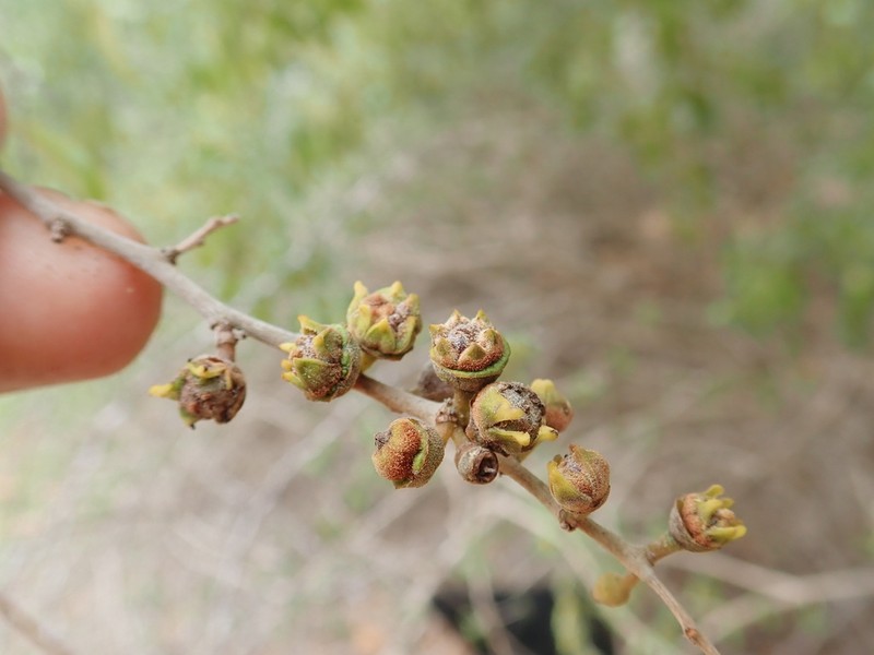 Anacolosa pervilleana photo 5
