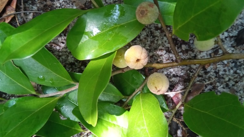 Anacolosa pervilleana photo 6