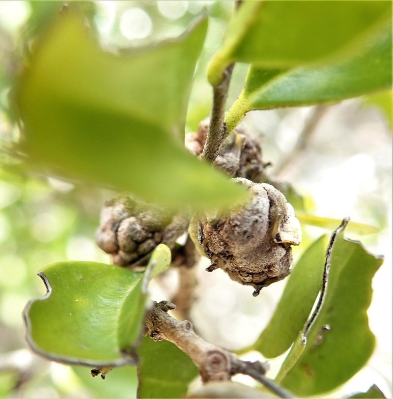 Anacolosa pervilleana photo 8