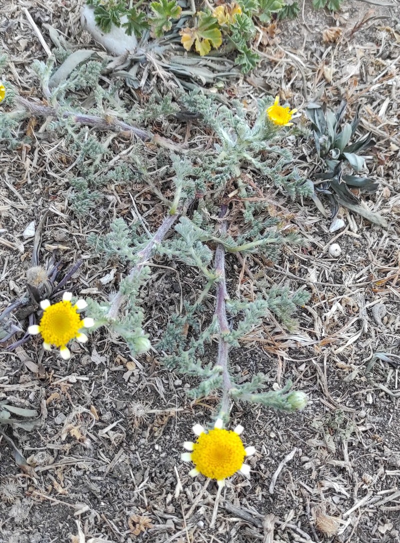 Anacyclus × malvesiensis