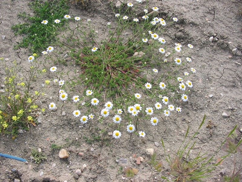 Whitebuttons photo 2