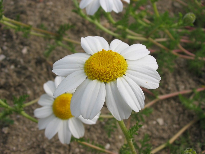 Whitebuttons photo 3