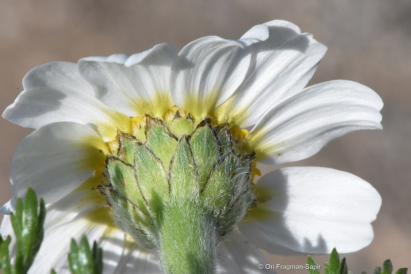 Whitebuttons photo 8
