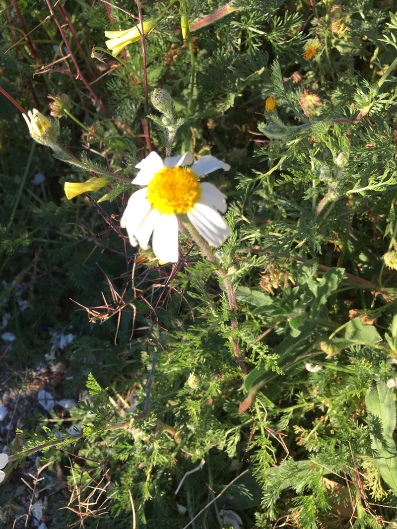 Whitebuttons photo 9
