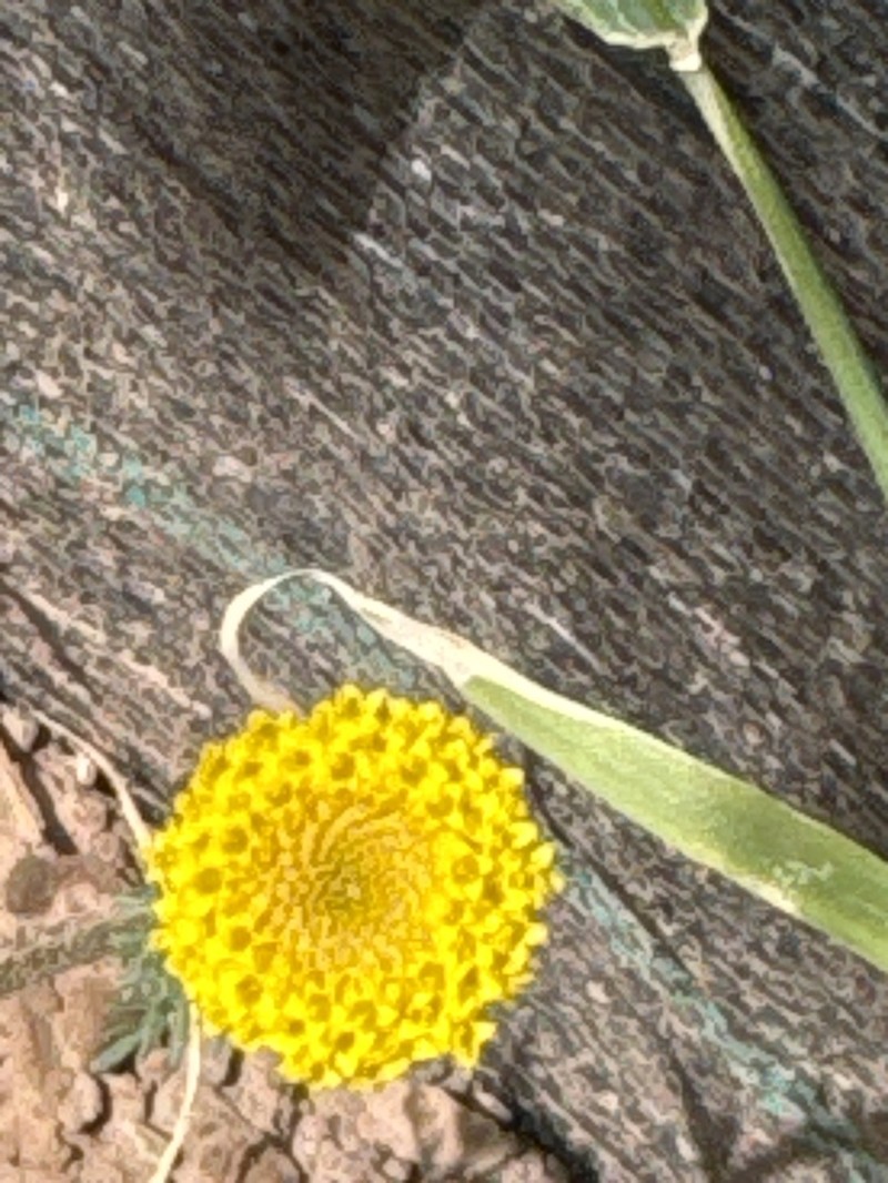 Anacyclus homogamos photo 2