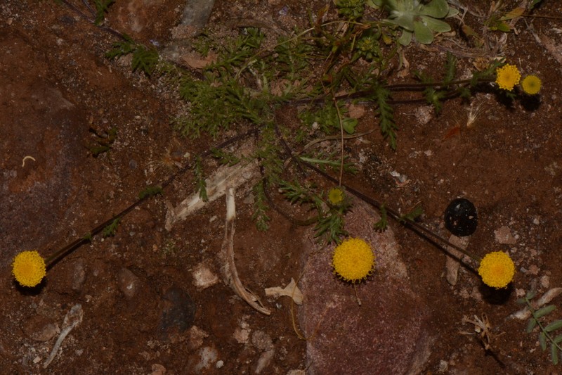 Anacyclus homogamos photo 7