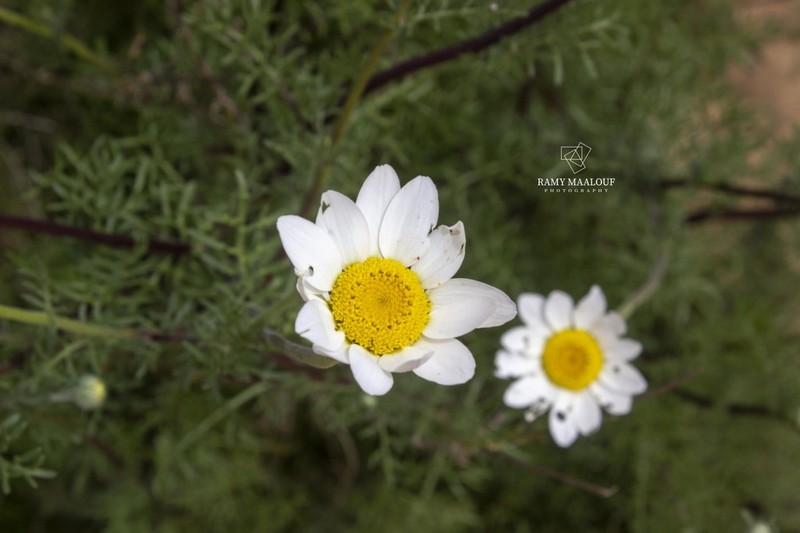 Anacyclus linearilobus