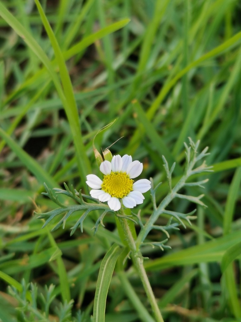 Anacyclus maroccanus photo 2