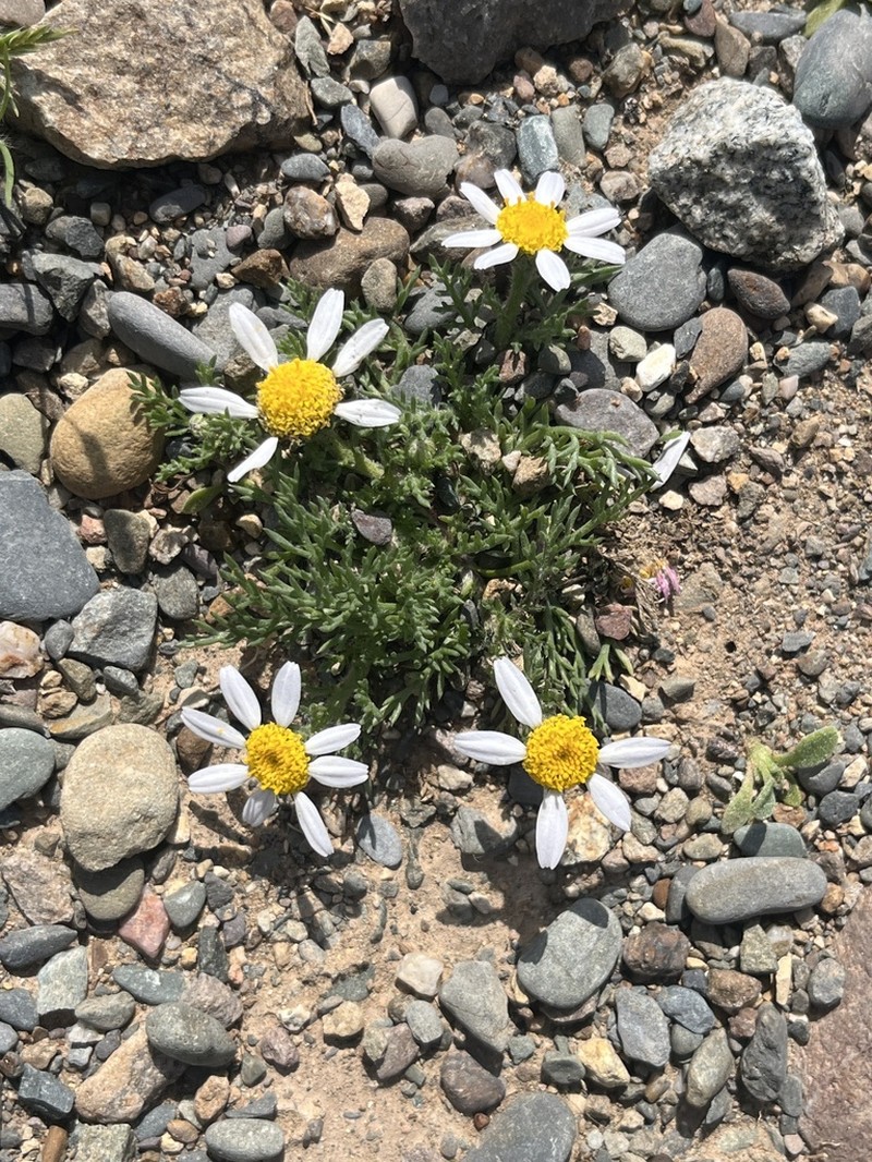 Anacyclus maroccanus photo 4