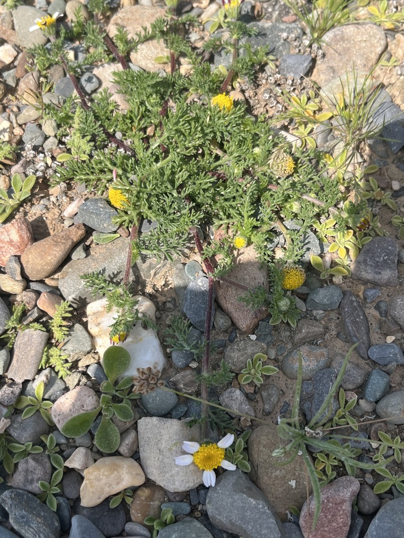 Anacyclus maroccanus photo 6