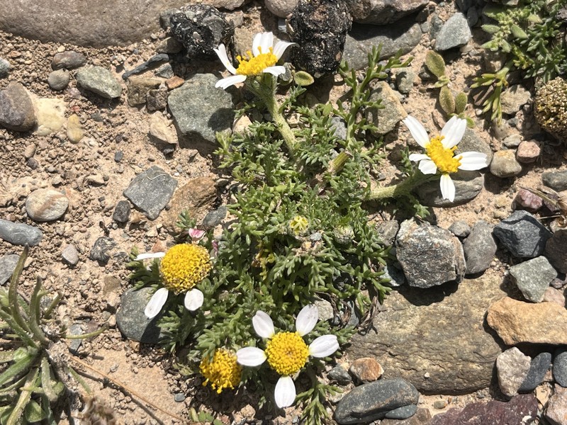 Anacyclus maroccanus photo 8