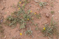 Anacyclus monanthos