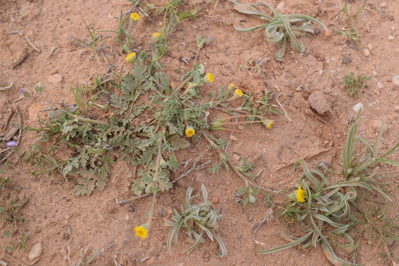 Anacyclus monanthos