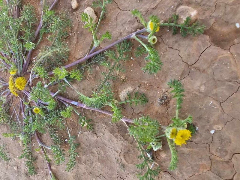 Anacyclus monanthos photo 2