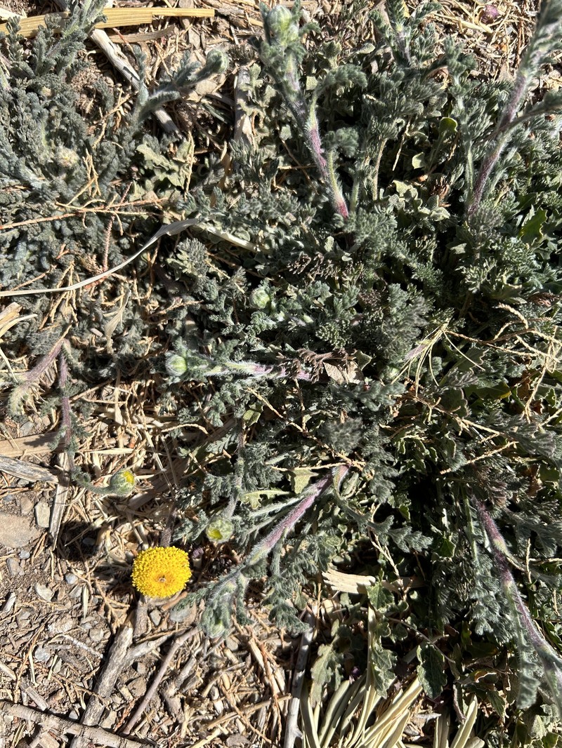 Anacyclus monanthos photo 5