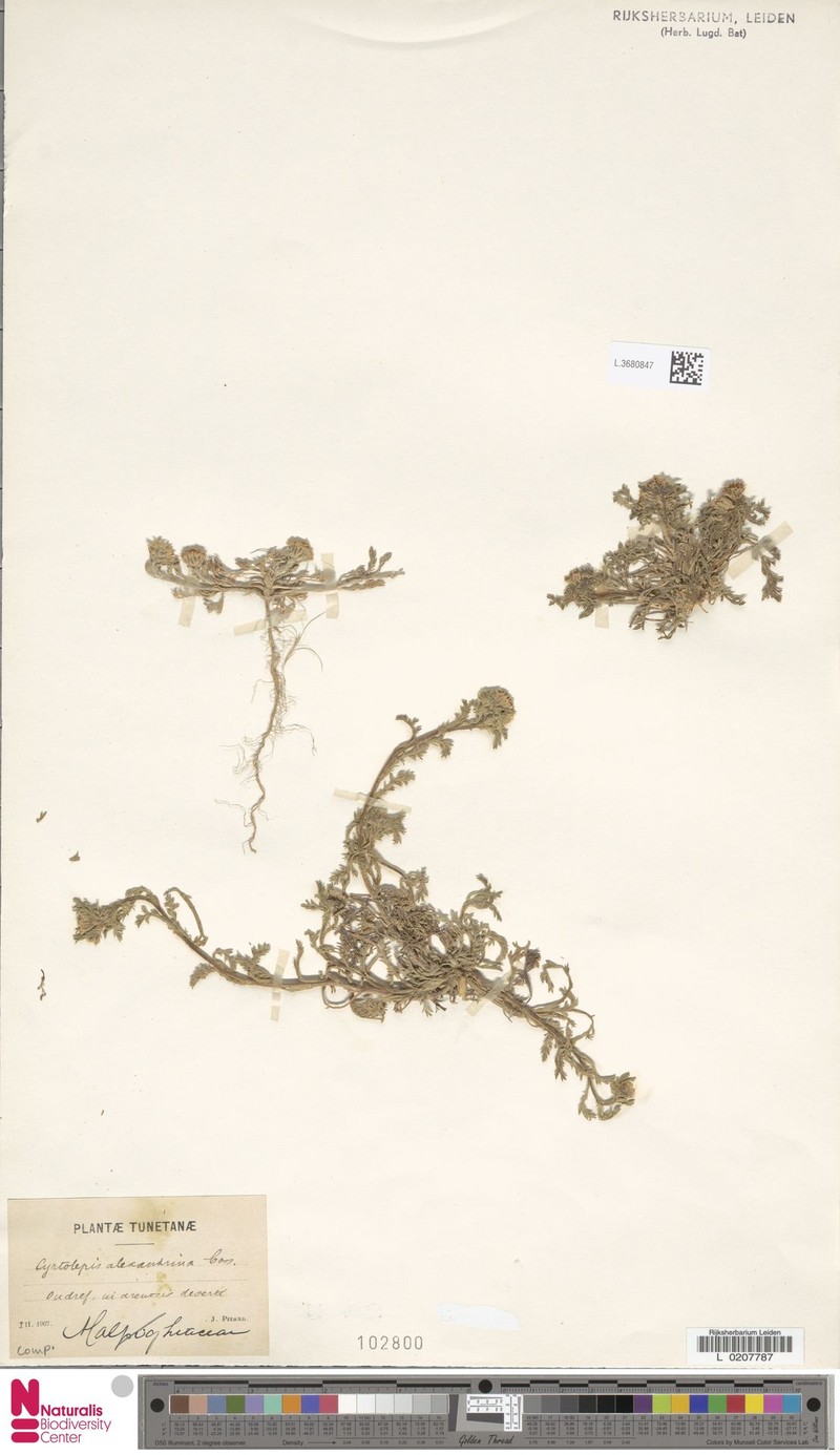 Anacyclus monanthos subsp. monanthos photo 3