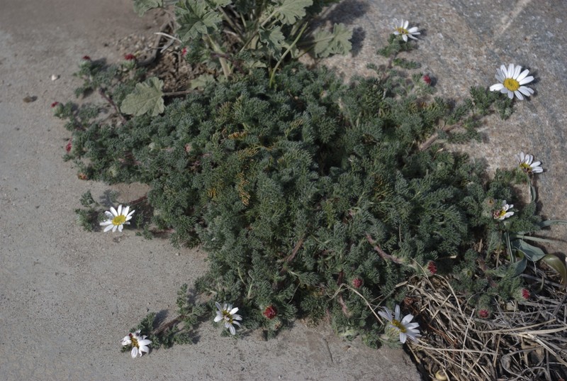 Anacyclus pyrethrum