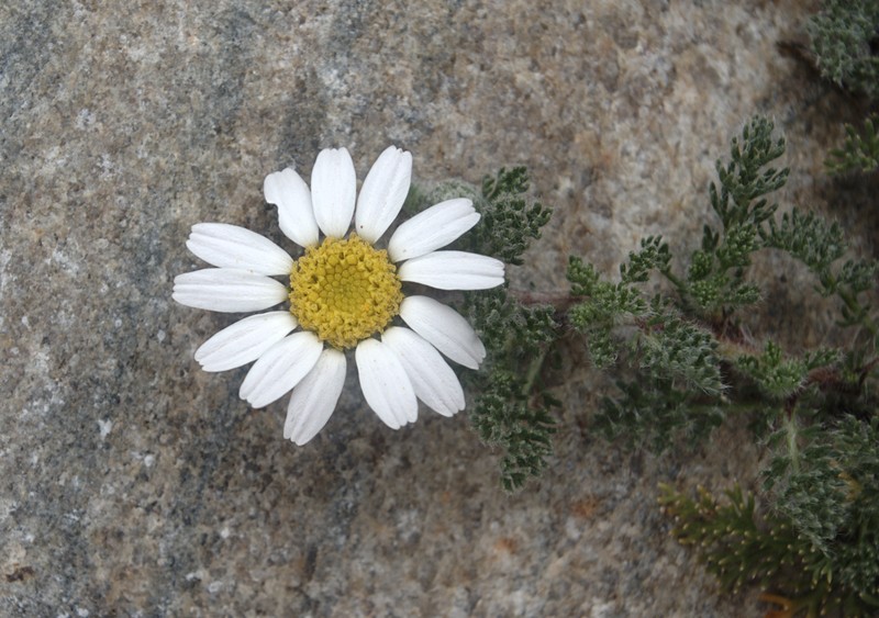 Anacyclus pyrethrum photo 2