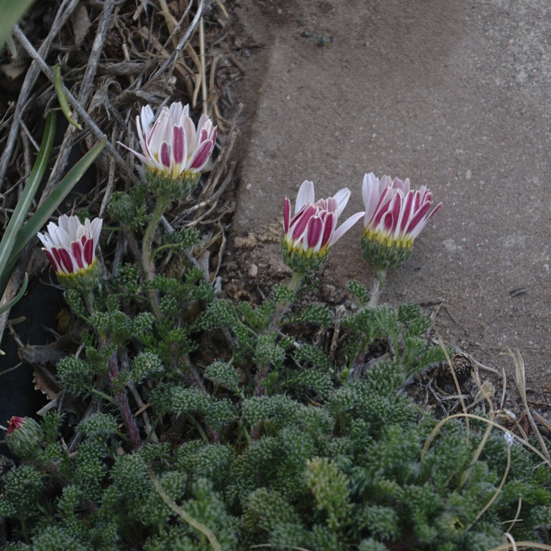 Anacyclus pyrethrum photo 3
