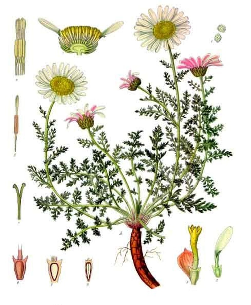 Anacyclus pyrethrum photo 4