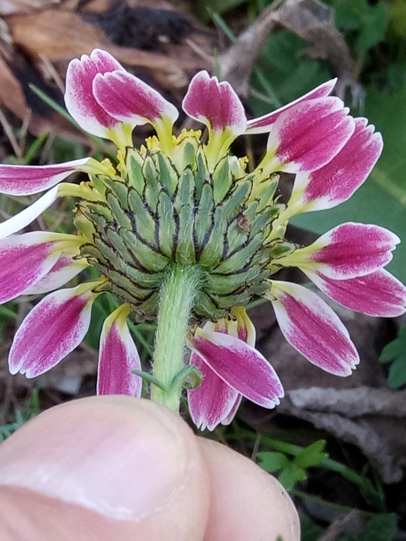 Anacyclus pyrethrum photo 5
